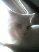 It maybe hard to tell, considering quality, but trust me, thats photo of a cat
